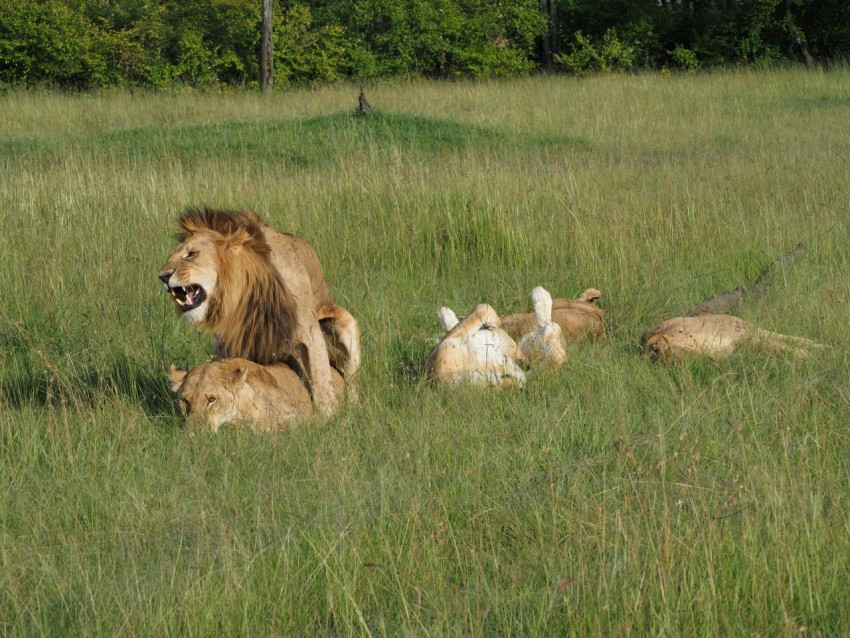 lion and lioness on green grass field during daytime