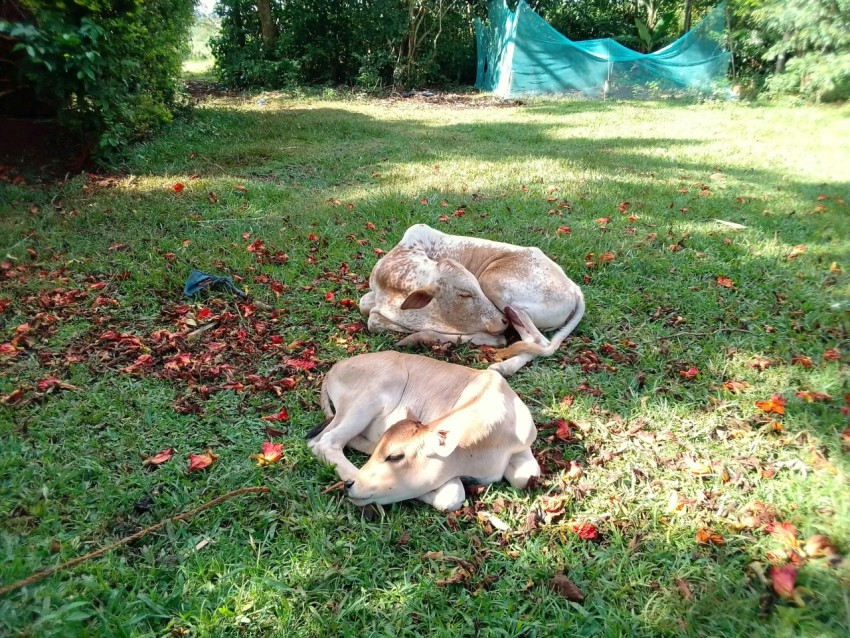 a couple of animals laying on top of a lush green field gkzOH