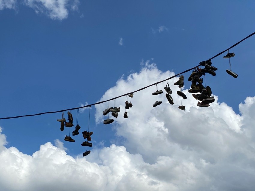 flock of birds flying under blue sky during daytime