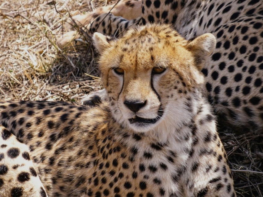 brown and black cheetah on brown grass during daytime