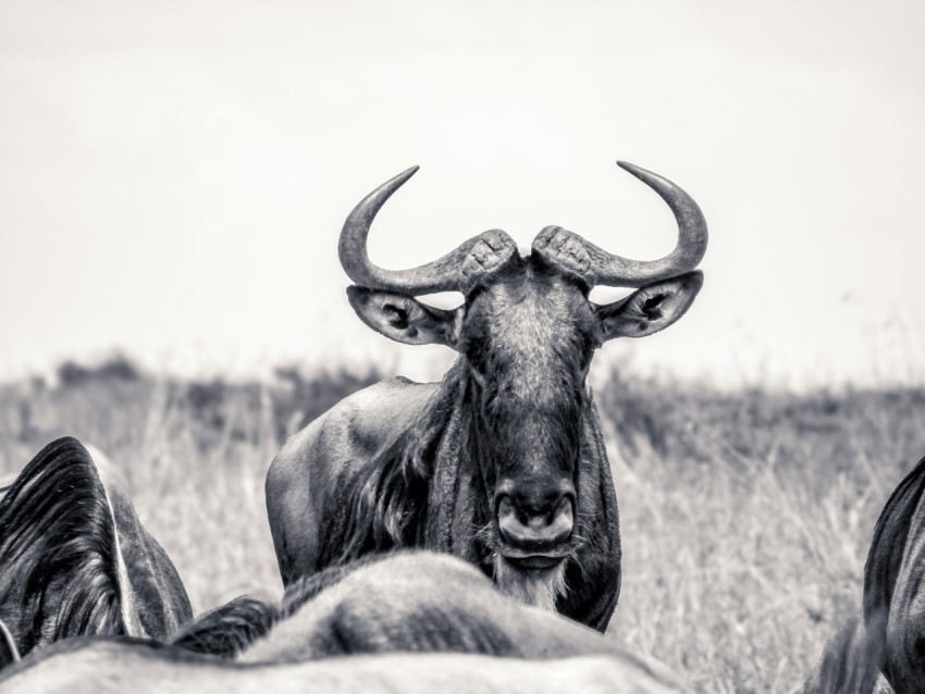 a black and white photo of a bull with large horns yf