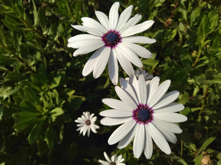 three white flowers with purple centers in a garden