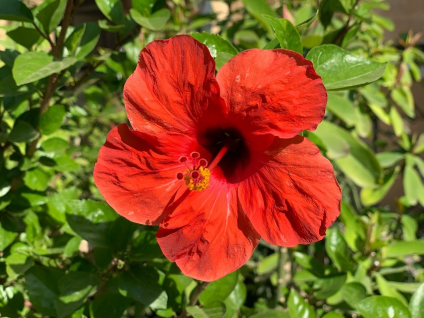 a red flower with green leaves in the background UQGDD2