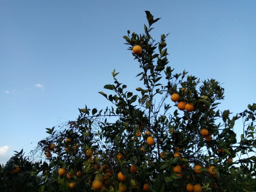 a tree filled with lots of oranges under a blue sky