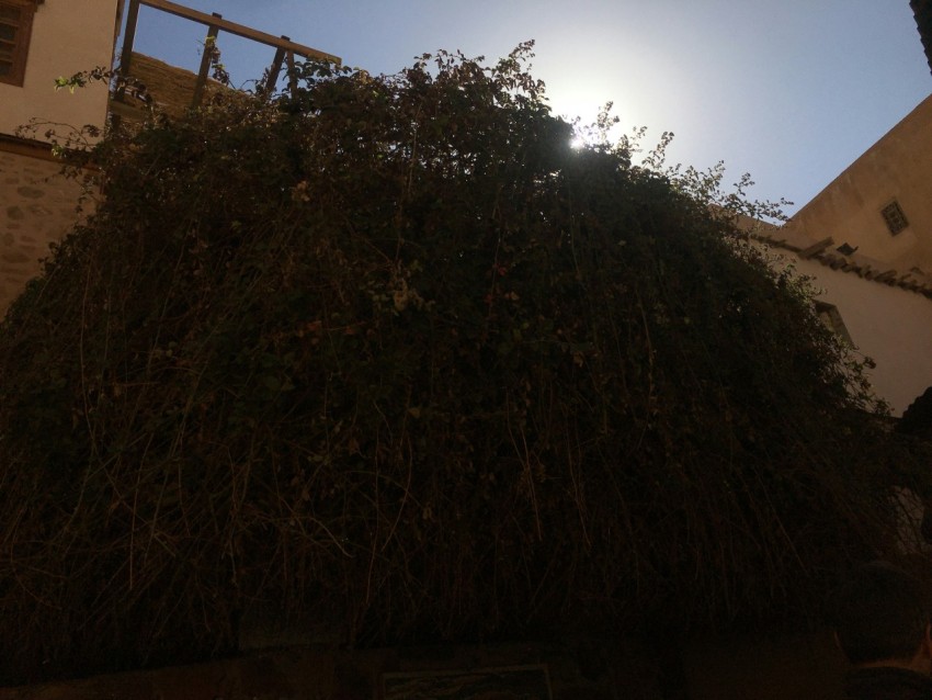 the sun shines brightly behind a bush in front of a building