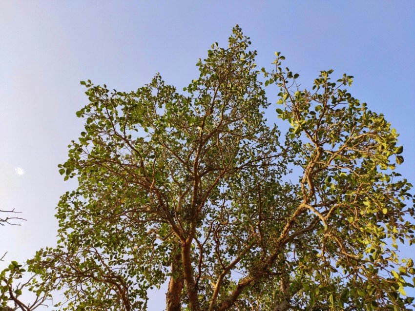 a tree with lots of green leaves and a blue sky in the background