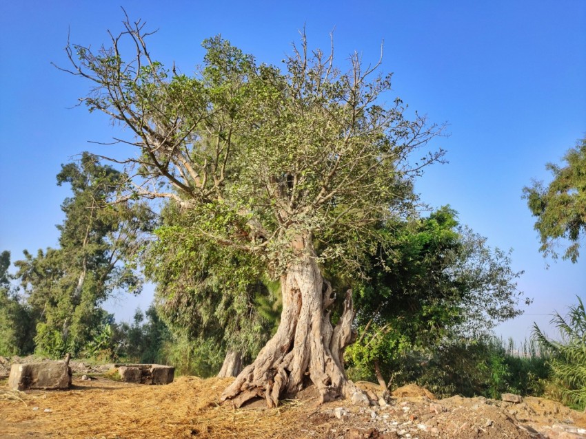 a very large tree in the middle of a dirt field Mo4P67MxL