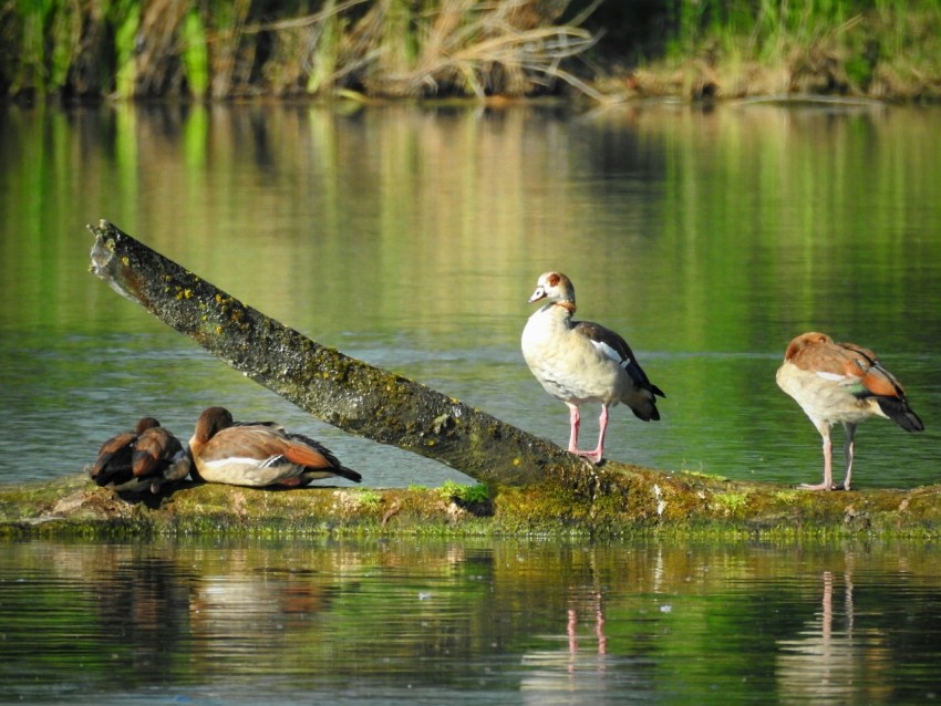 a group of birds sitting on a log in the water r_p_6u06