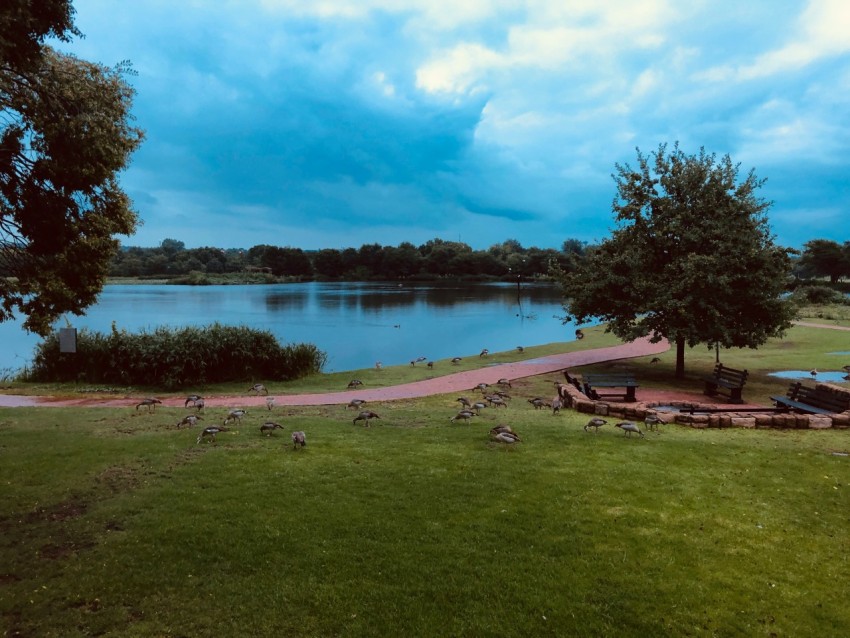 calm body of water near trees during daytime