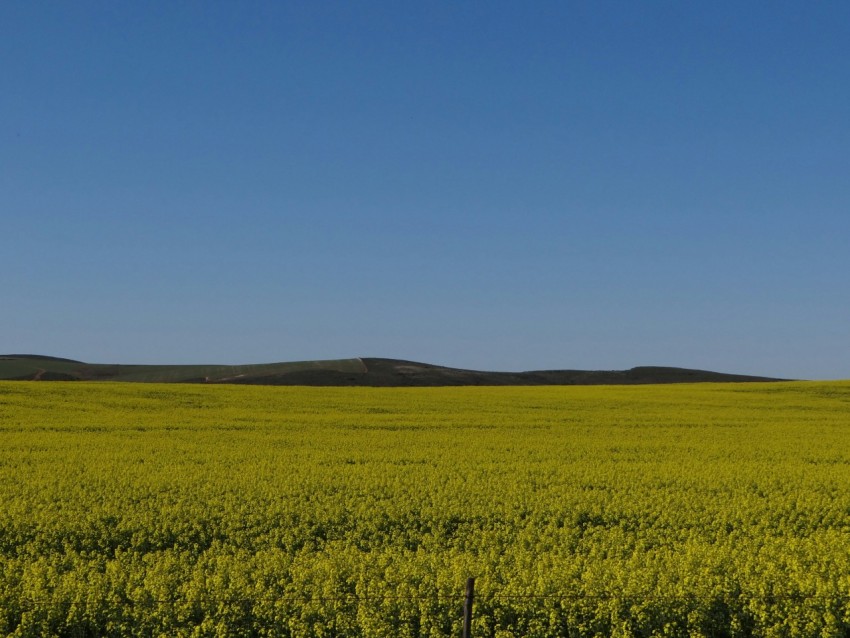 green grass field under blue sky during daytime