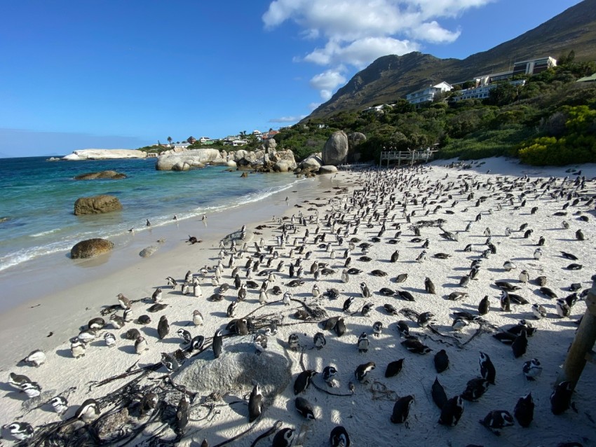 flock of penguins on beach shore during daytime