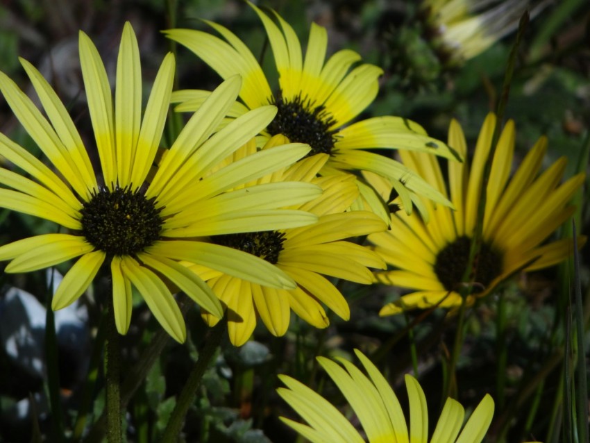 a bunch of yellow flowers that are in the grass UM3SlPGp