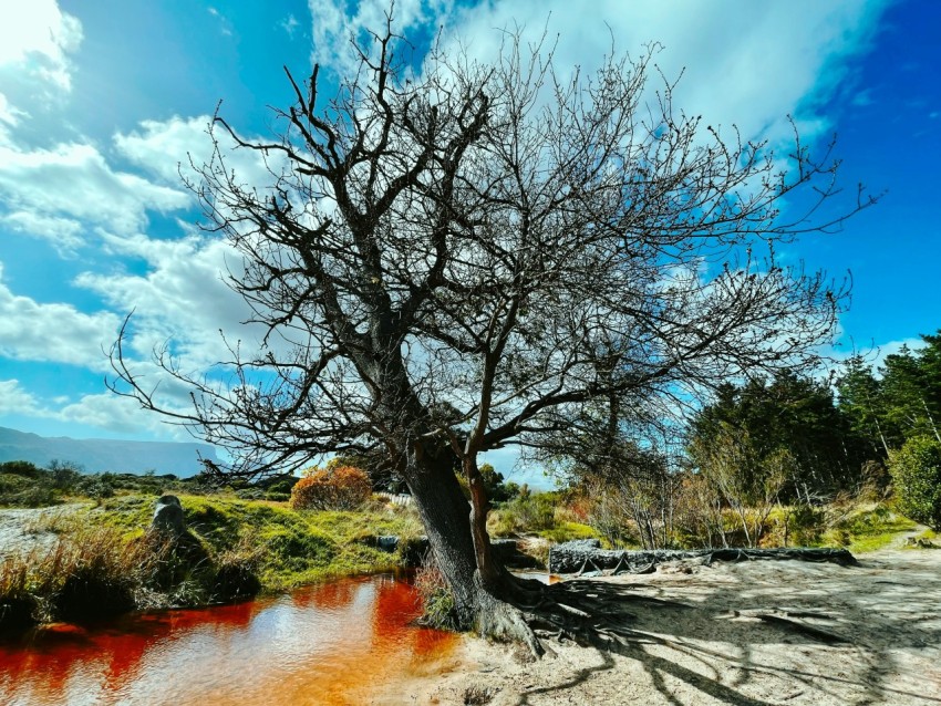 brown leafless tree near river during daytime