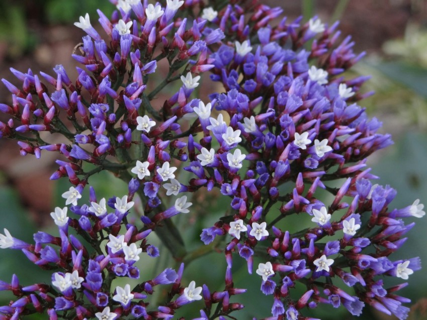 purple flowers in tilt shift lens