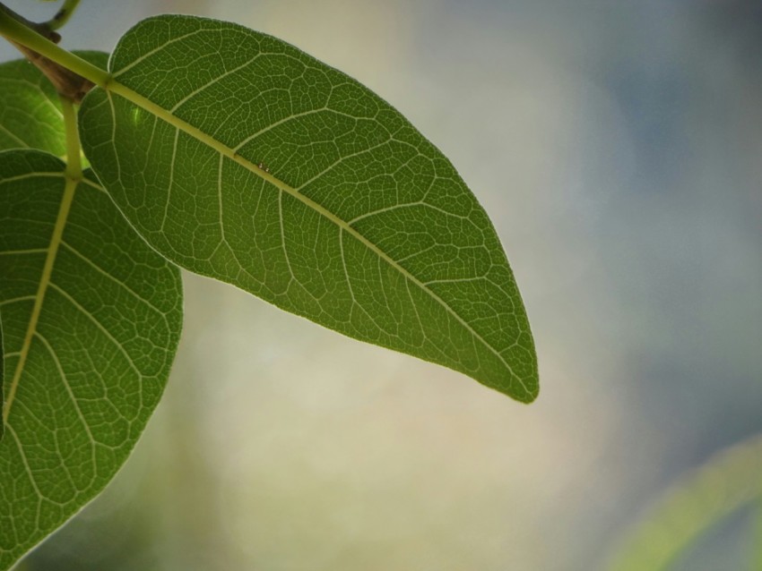 green leaf in close up photography