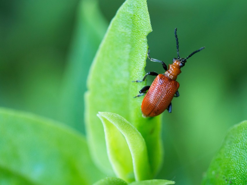 brown bug on green leaf