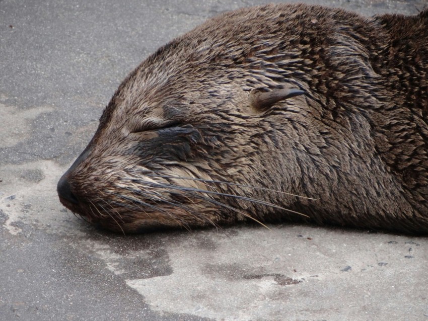 a close up of a wet animal laying on the ground kPdg R