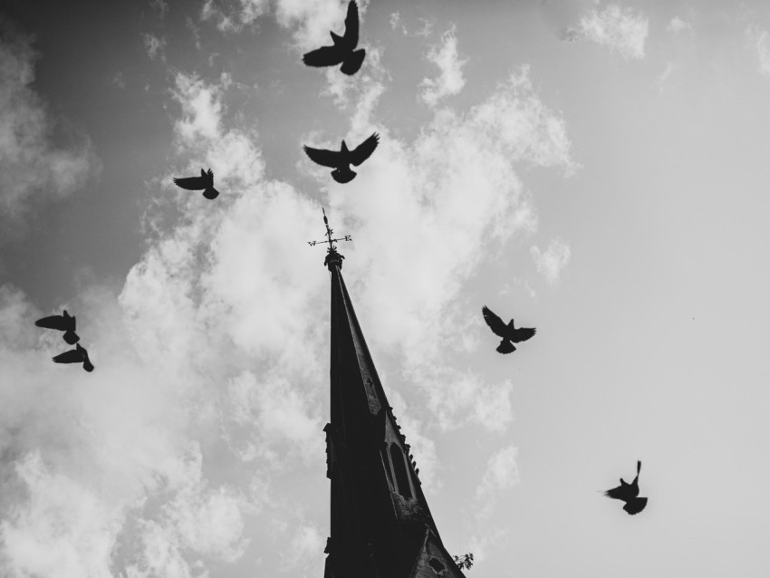 a flock of birds flying over a tall building