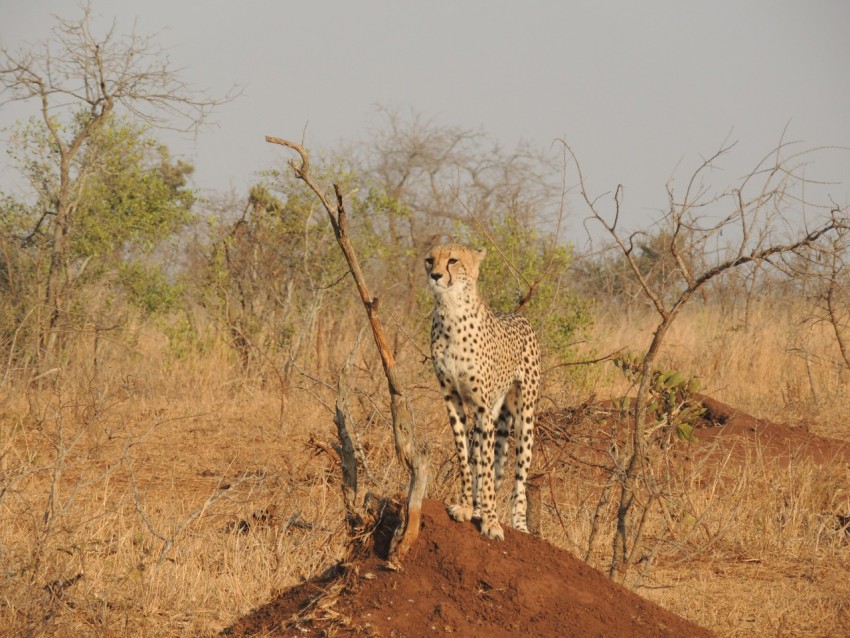 cheetah standing on brown soil Ks5R03e