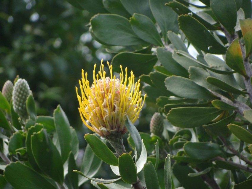 yellow flower in tilt shift lens SwUL4