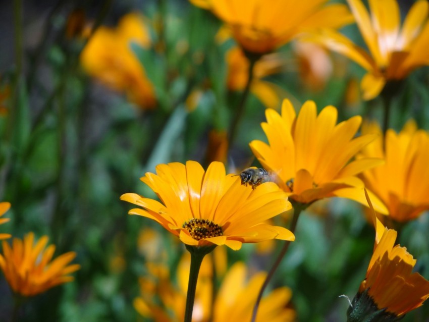 yellow flower with black and white bee