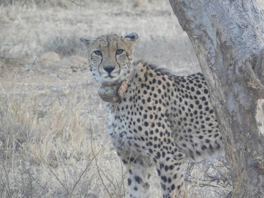 a cheetah standing next to a tree in a field mhbXY