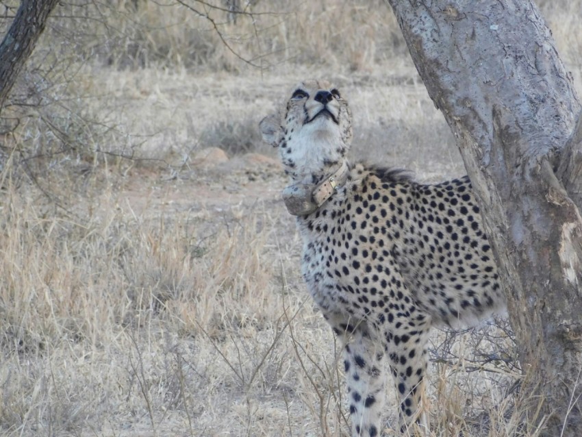 a cheetah standing next to a tree in a field