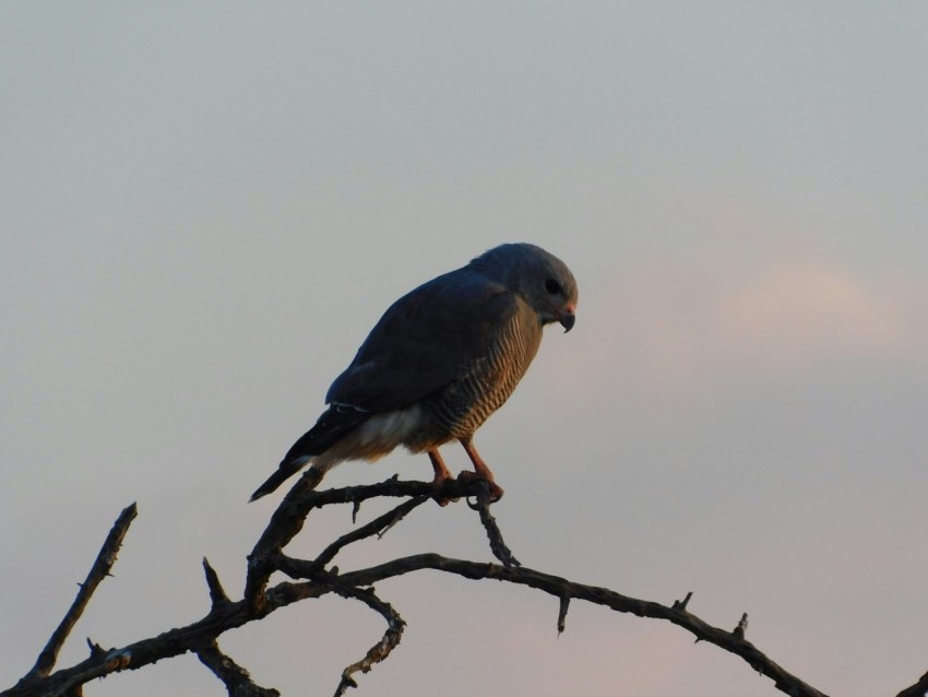 a bird perched on top of a tree branch