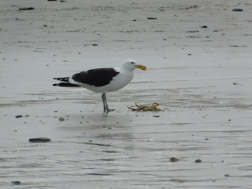 a black and white bird standing on a beach