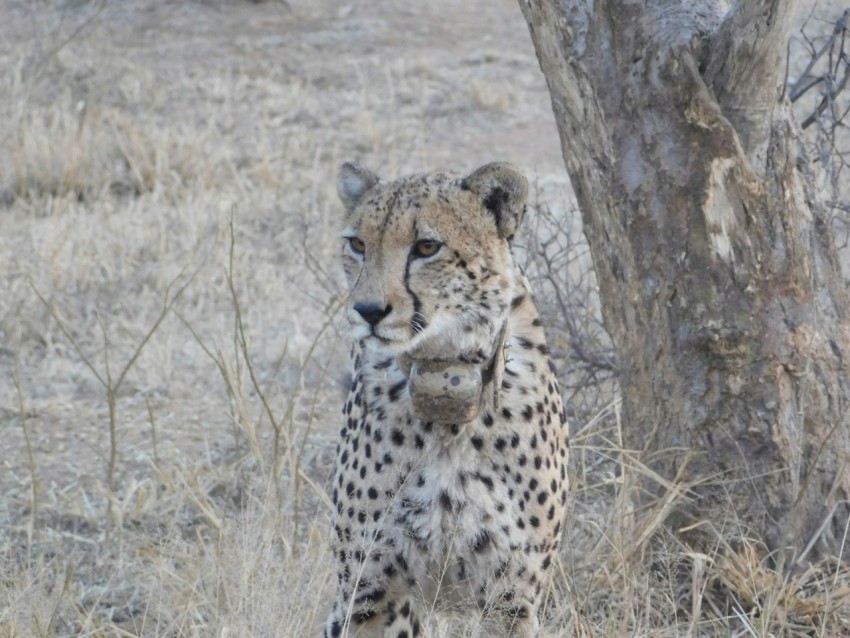 a cheetah standing next to a tree in a field