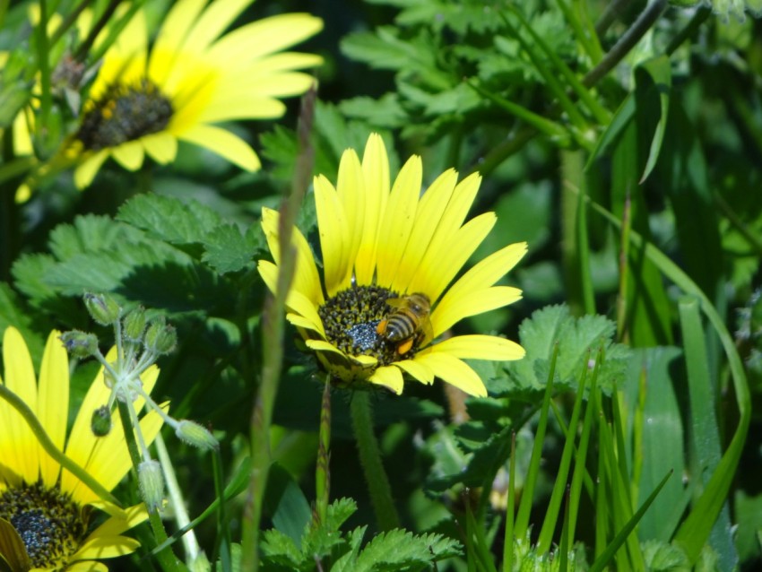 a bee is sitting on a yellow flower