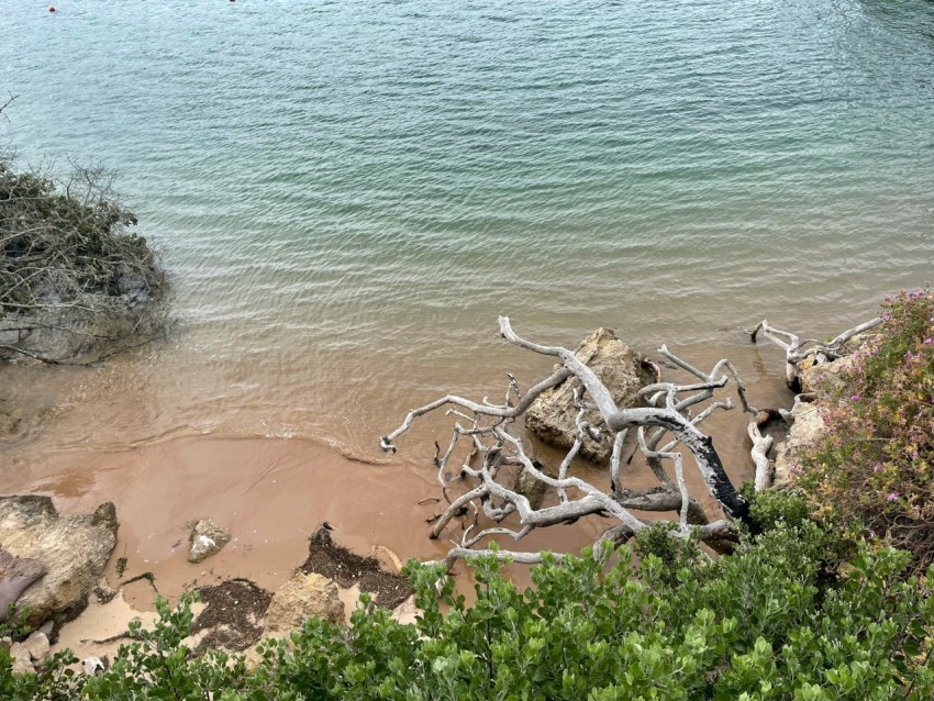 a tree stump on a beach Rg