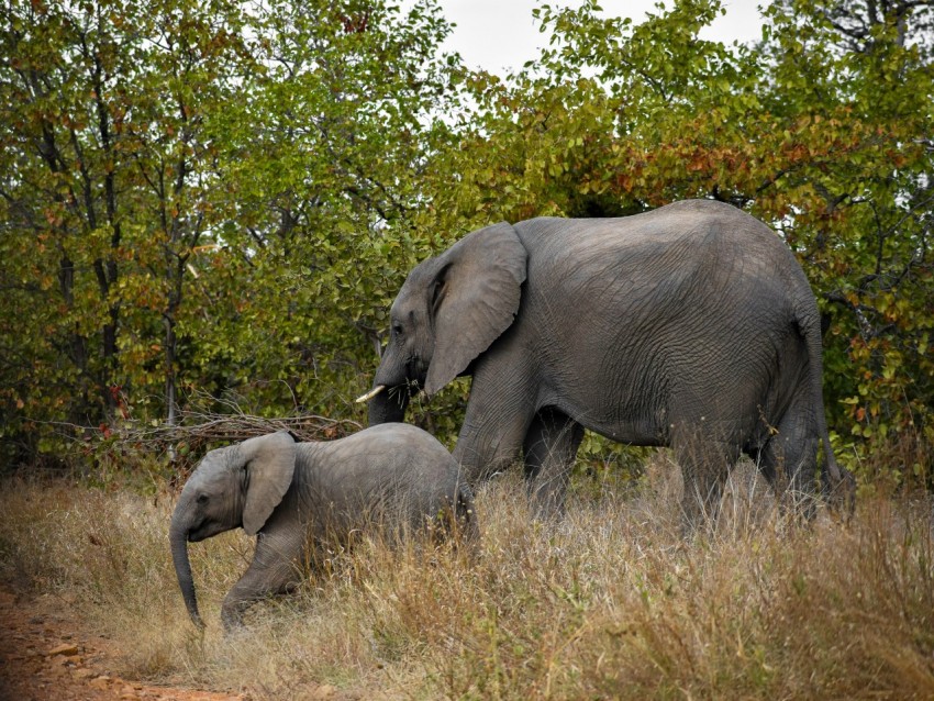 gray elephant on brown grass field during daytime