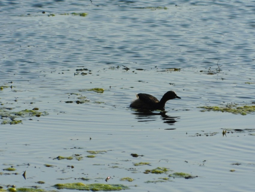 a duck swimming in a body of water