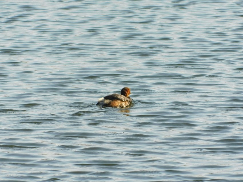 a couple of ducks swimming on top of a lake