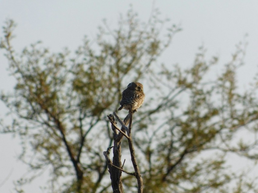 a small bird perched on a tree branch