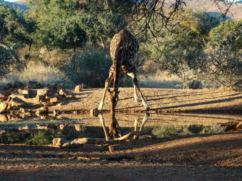 giraffe drinking water