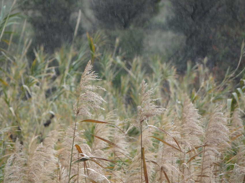brown wheat field during daytime