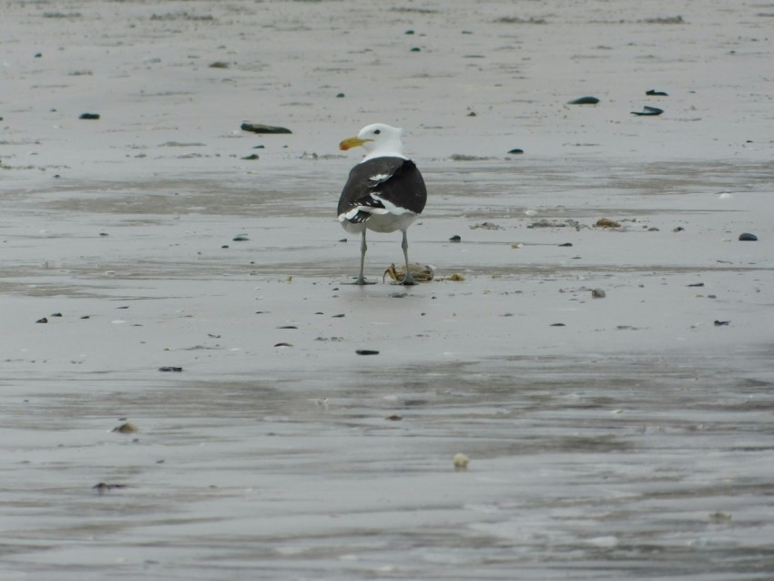 a black and white bird standing on a wet beach