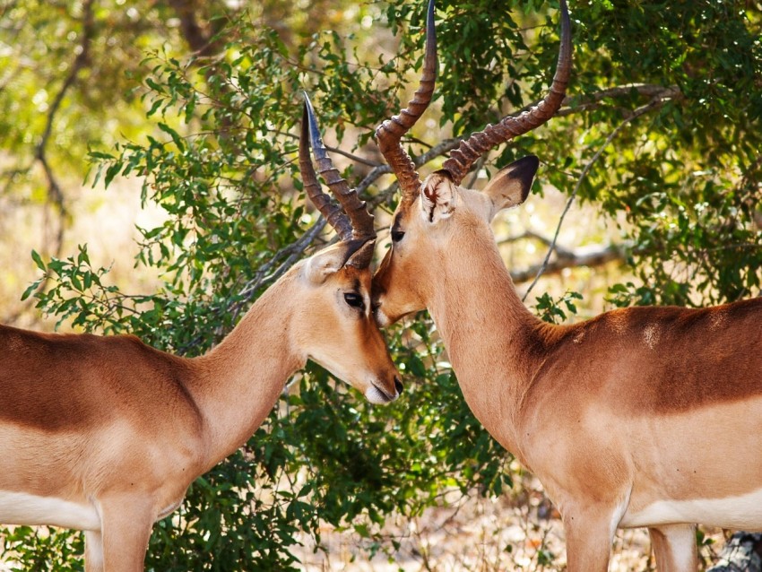 closeup photography of two brown antelopes standing beside green plant XYSBGb