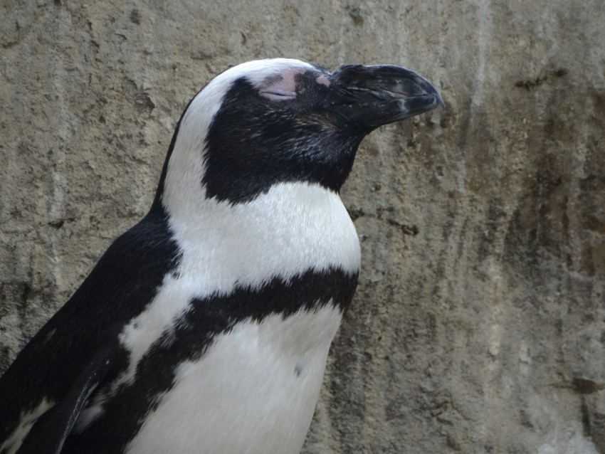 a black and white penguin standing next to a stone wall PRqLKagg