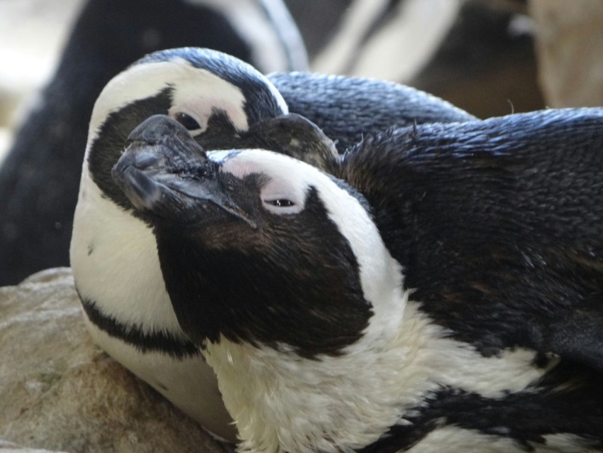 a couple of penguins sitting on top of a rock