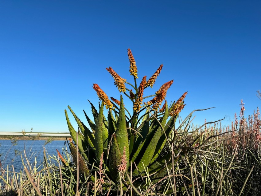 a large green plant next to a body of water