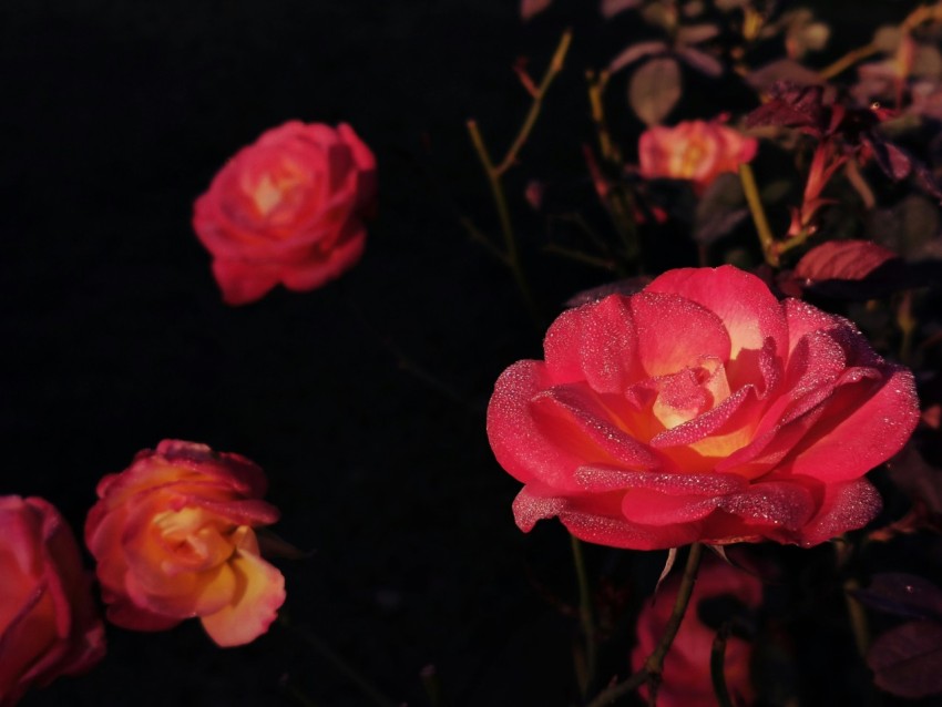 pink roses in bloom during daytime