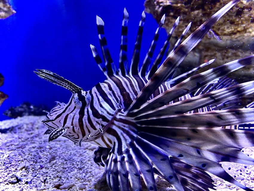 black and white lionfish pojktT7y