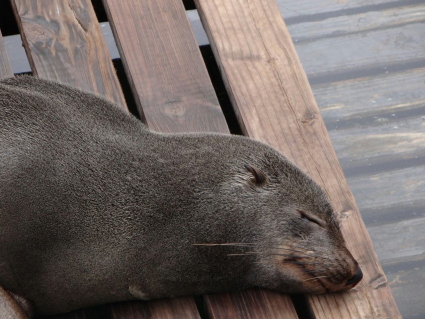 a sea lion sleeping on a wooden bench