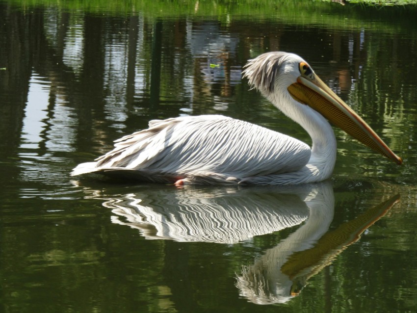 white pelican on body of water during daytime