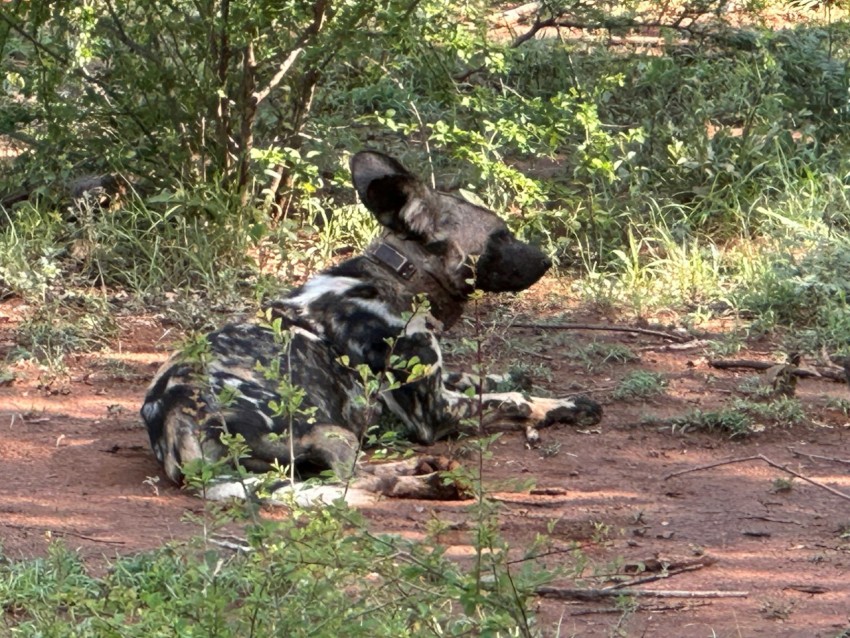 a wild dog laying down in the dirt