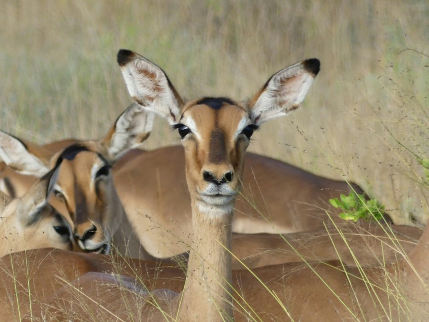 a couple of antelope laying down in the grass