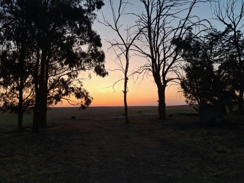 the sun is setting behind some trees in a field